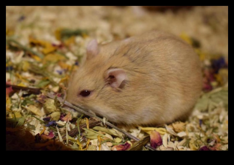 Idei de îmbogățire a hamsterilor Continuare: Activități senzoriale pentru stimulare