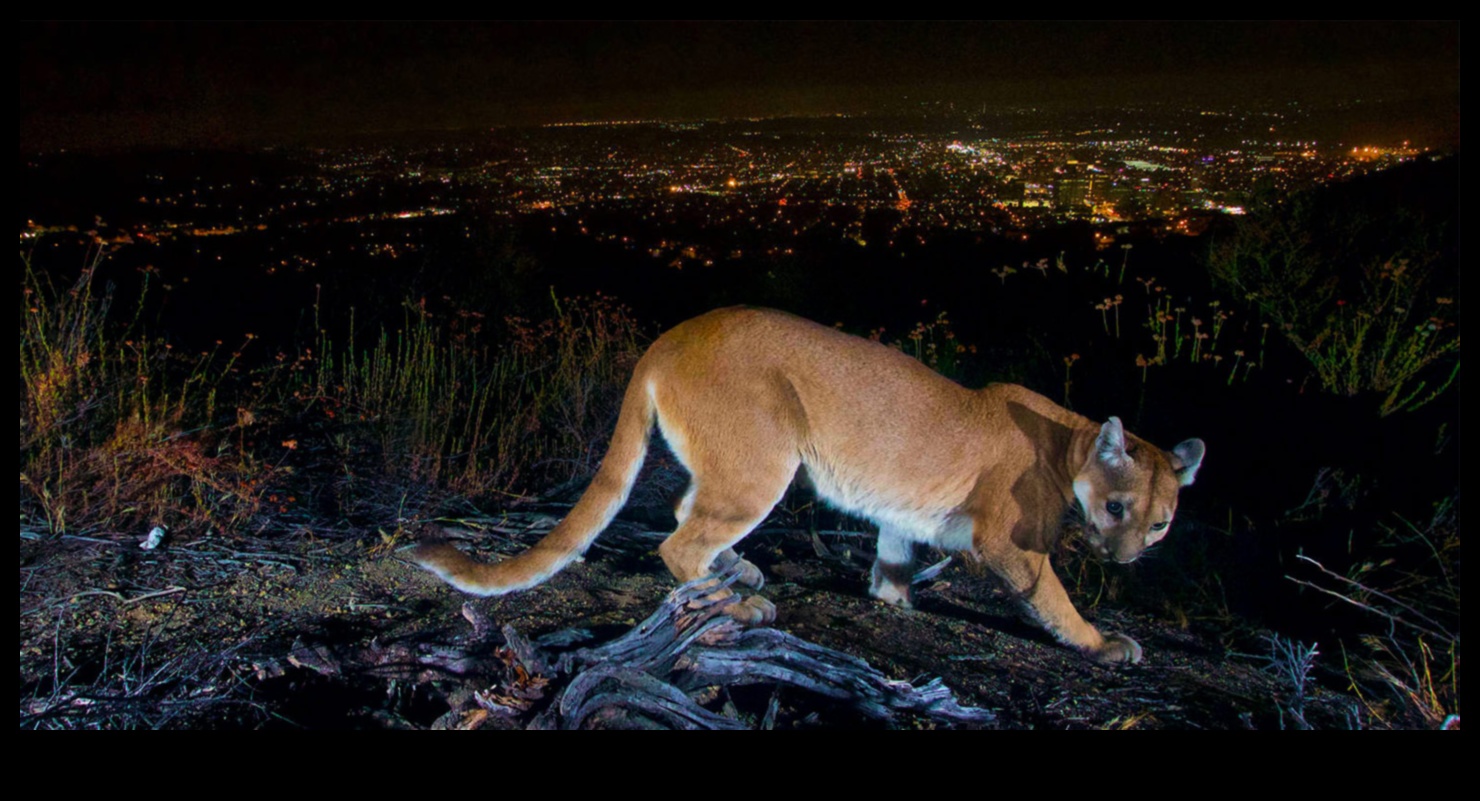 Care este impactul poluării luminoase și fonice asupra peisajelor nocturne?